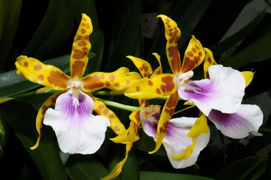 Lan Vũ Nữ Miltonia phù hợp với khí hậu Việt Nam