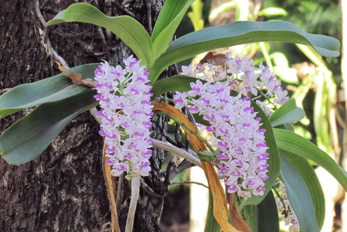 Chùm hoa Lan Đai Châu (Ngọc Điểm) với các bông hoa màu trắng tím đẹp mắt