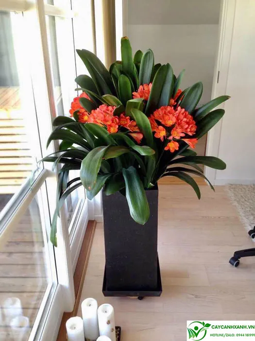 Cây Lan Quân Tử trồng trong chậu sứ trang trí nội thất