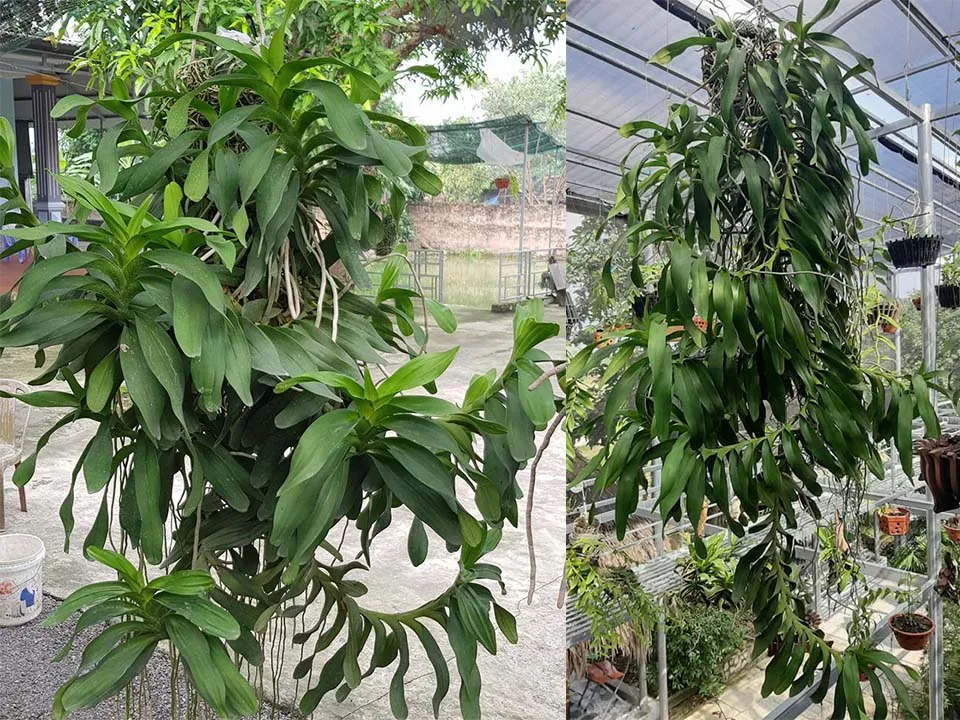 Dáng vẻ cứng cáp của Lan Quế Tháng 8 lá xếp