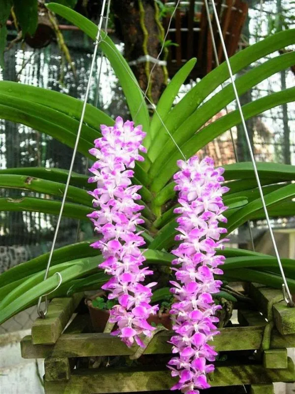 Mặt cắt thân lá cây lan sóc lào với các chấm tím đặc trưng