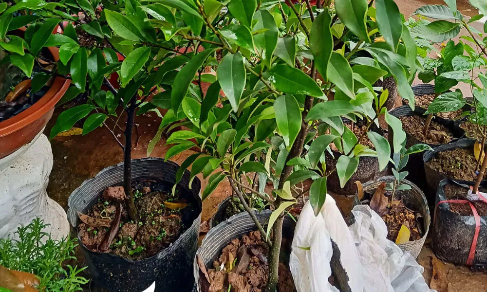 Hướng dẫn trồng cây lan tiêu đúng kỹ thuật vào chậu