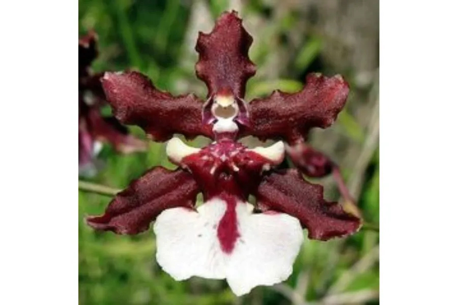 Lan Vũ Nữ Socola với hương thơm đặc trưng của cacao