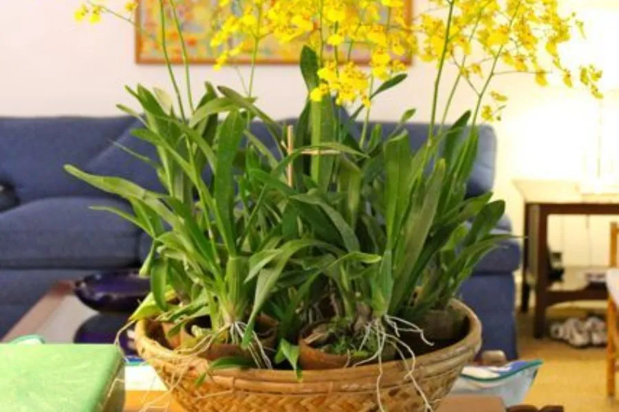 Cây giống Lan Vũ Nữ đang phát triển mạnh mẽ