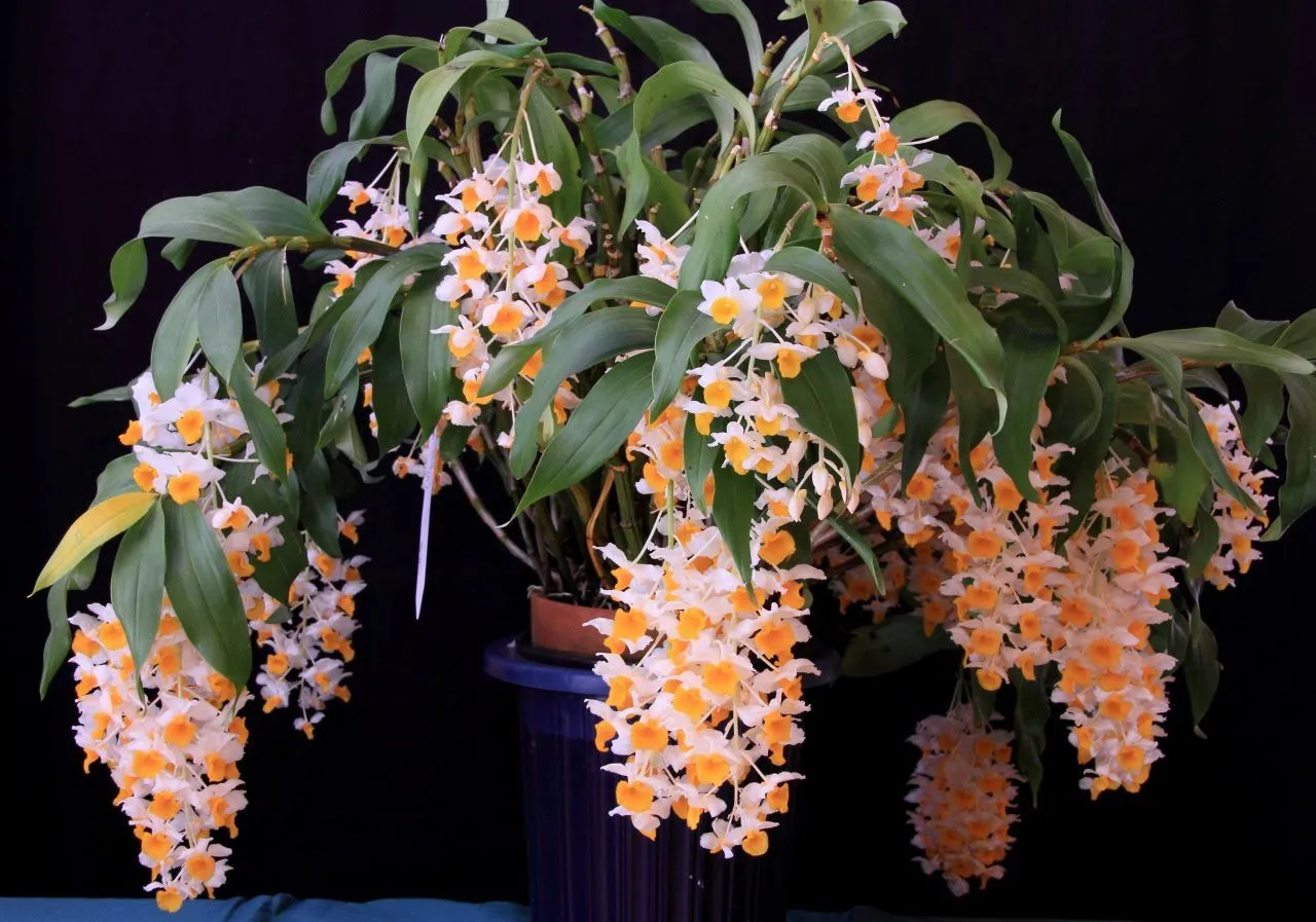 Cận cảnh bông hoa Lan rừng mang vẻ đẹp thanh cao, tinh tế và sang trọng