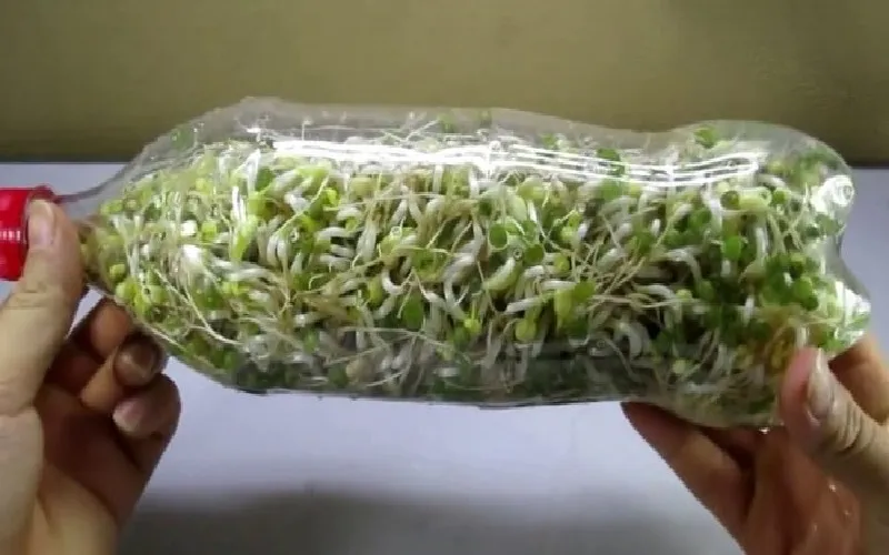 Lợi ích của việc trồng giá đỗ trong chai nhựa như an toàn vệ sinh và tiết kiệm chi phí