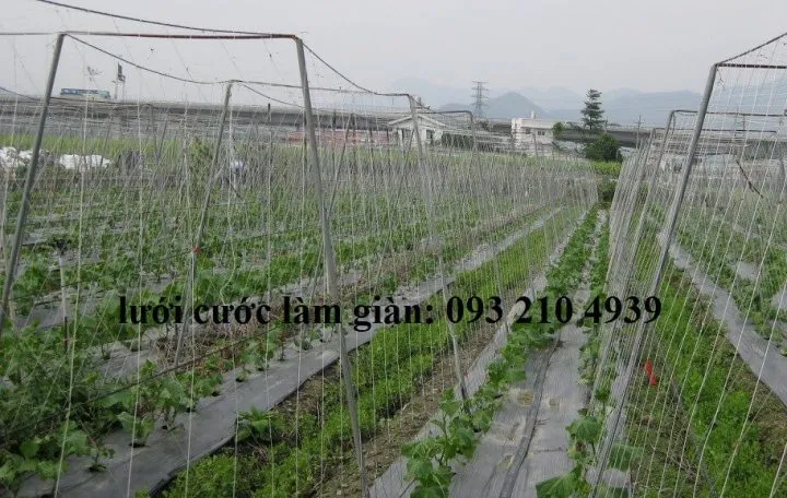 Mô hình giàn leo chữ A sử dụng lưới nông nghiệp áp dụng cách trồng gấc bằng dây