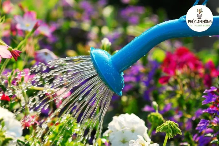 Đảm bảo điều kiện ánh sáng và tưới tiêu hợp lý cho hoa mười giờ