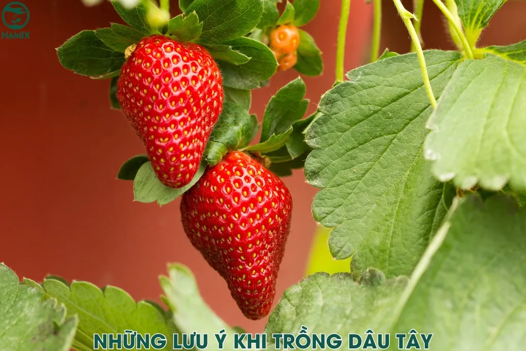 Lưu ý quan trọng khi trồng dâu tây