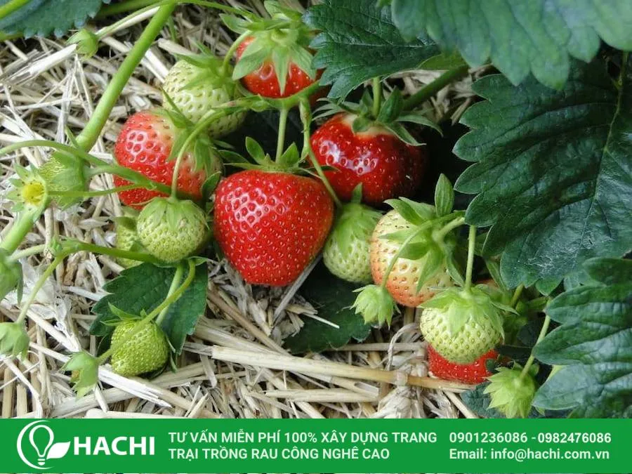 Chọn mua hạt giống dâu tây từ các nguồn uy tín, đảm bảo độ nảy mầm cao và phù hợp với điều kiện khí hậu địa phương