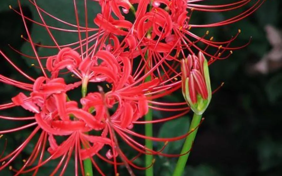 Lưu ý trước khi trồng