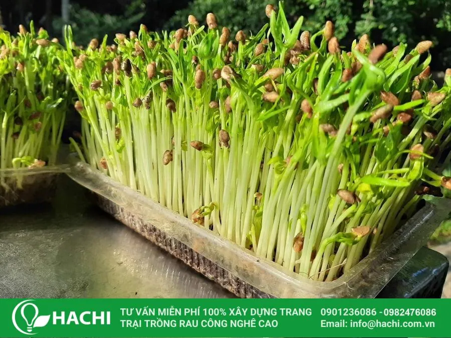 Cách Trồng Lan Bằng Chậu: Kỹ Thuật Toàn Diện Từ A Đến Z