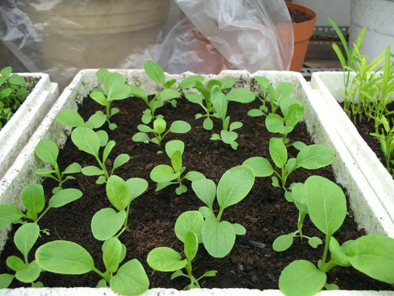 Cấu trúc giá thể lý tưởng cho cách trồng cải chip trong thùng xốp