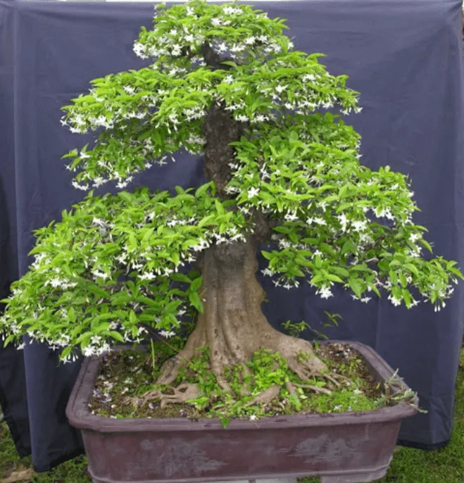 Cây mai chiếu thủy bonsai mini lá nhỏ độc đáo