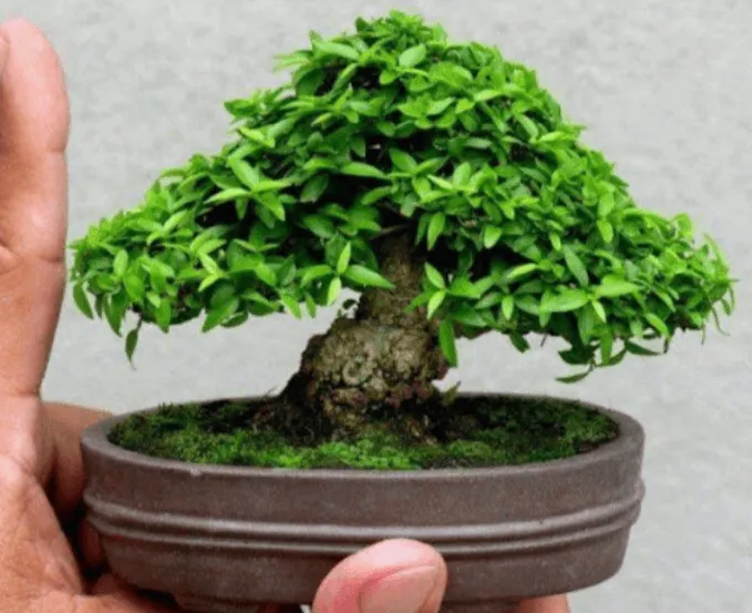 Phân loại mai chiếu thủy lá kim phù hợp tạo dáng bonsai