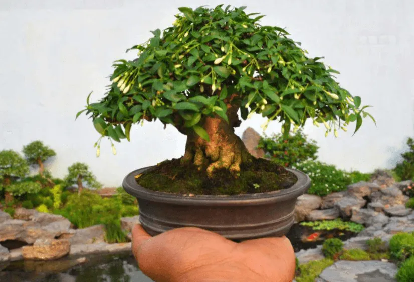 Bí quyết hãm mai chiếu thủy ra hoa đúng dịp Tết Nguyên Đán