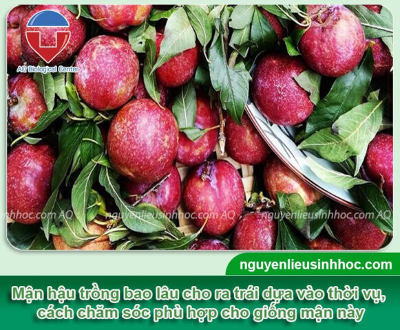 Cách Trồng Cây Rau Má: Hướng Dẫn Chi Tiết Để Đạt Năng Suất Cao