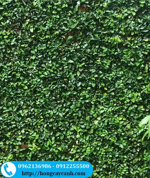 Mảng tường cây vảy ốc xanh