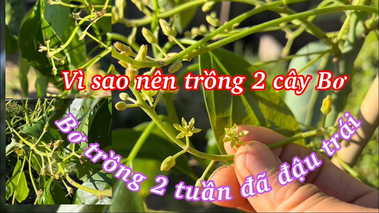Cách Trồng Cây Từ Hạt Bơ: Kỹ Thuật Ươm Và Chăm Sóc Chuẩn Cho Mọi Nhà Vườn