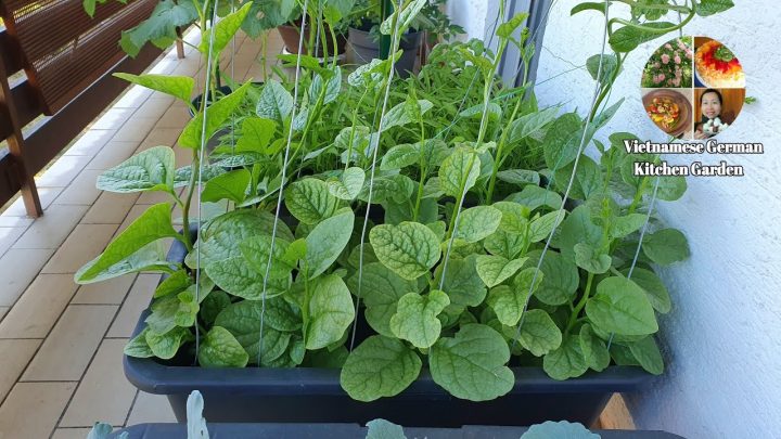 Cách Trồng Cây Dưa Leo Trong Thùng Xốp Đạt Năng Suất Cao Tại Nhà