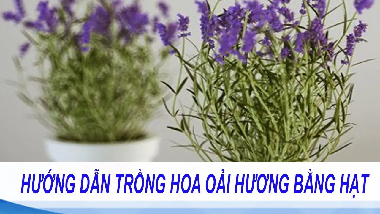 Cây oải hương con đang phát triển trong khay gieo trồng