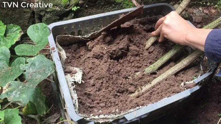 Kỹ thuật làm giàn và dẫn dây để trồng gấc đạt năng suất cao