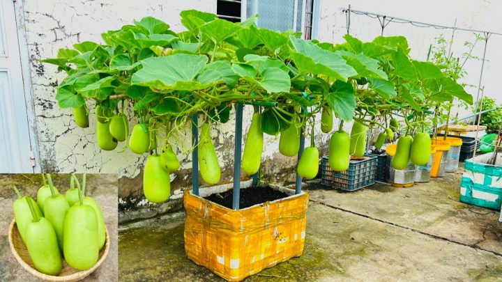 Cách Trồng Bầu Trong Thùng Xốp Từ A Đến Z Đạt Năng Suất Cao
