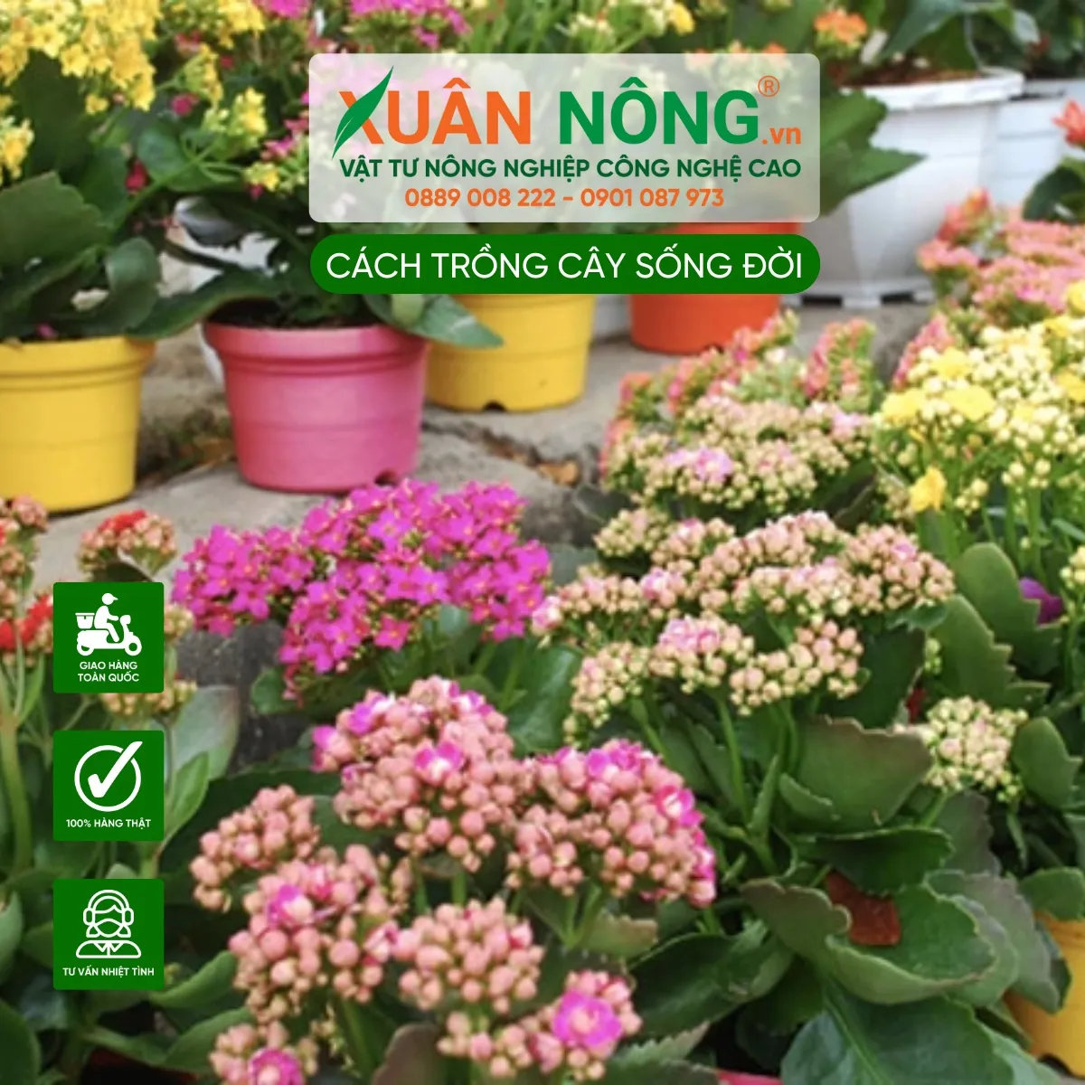 Sắc màu rực rỡ của cây Sống Đời, mang lại may mắn và sinh khí