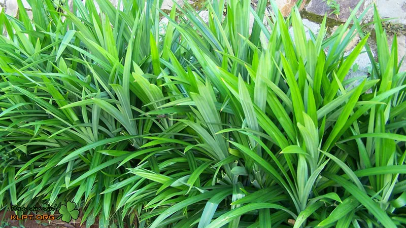 Đặc điểm nhận dạng của cây lá nếp thân thảo