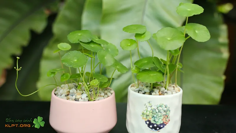 Mô tả chi tiết lá, thân của cây rau má cảnh trồng làm kiểng