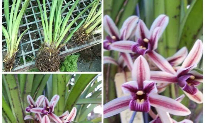 Chậu Lan Kiếm Lô Hội Giúp Tôn Tạo Vẻ Đẹp Không Gian Sống