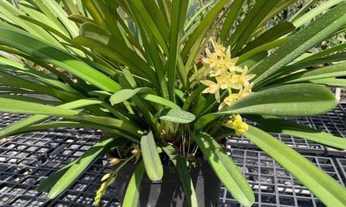 Hình Ảnh Lan Kiếm Lô Hội Phát Triển Khoẻ Mạnh Và Rực Rỡ