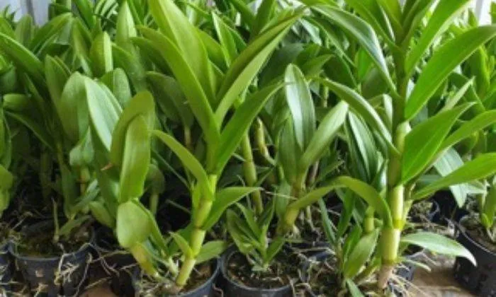 Lan Kiếm Lô Hội: Vẻ Đẹp Thanh Tao Và Sang Trọng