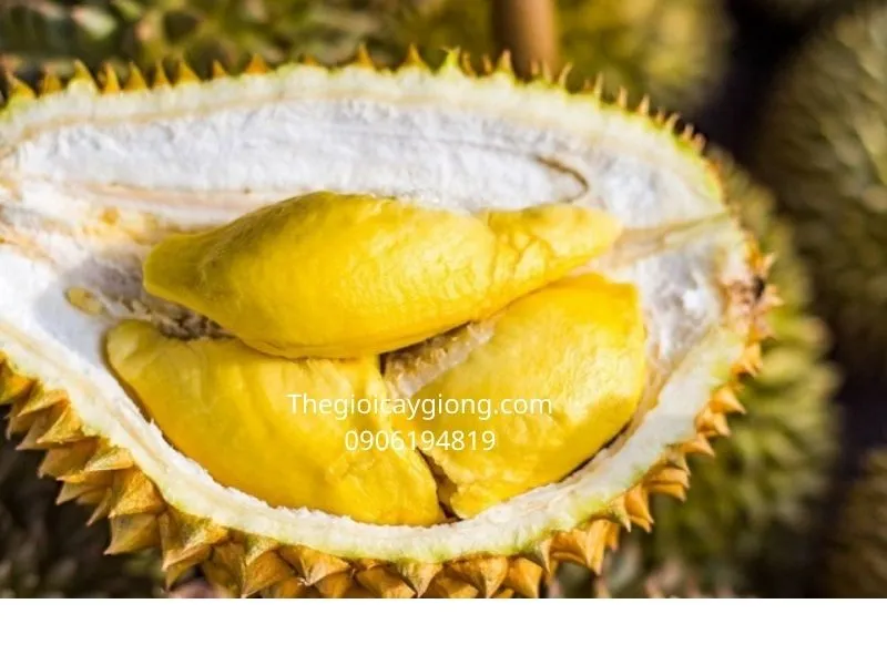 Múi sầu riêng ri6 cơm vàng hạt lép
