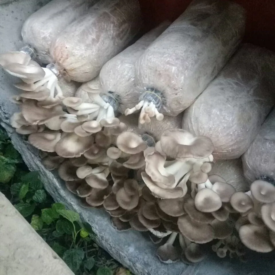 Phôi nấm bào ngư xám đang ra nấm tại nhà, minh họa cho cách trồng nấm bào ngư xám thành công