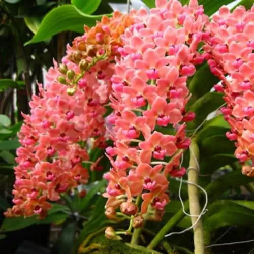 Hướng Dẫn Kỹ Thuật Chi Tiết: Cách Trồng Lan Nuôi Cấy Mô Tại Nhà Cho Người Mới