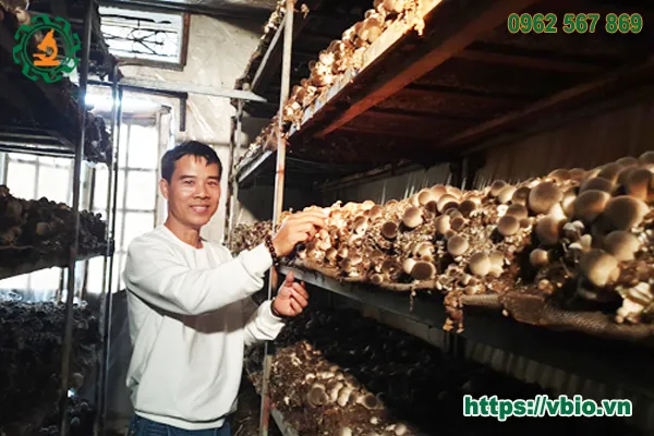 Nấm rơm tươi chất lượng cao vừa được thu hoạch