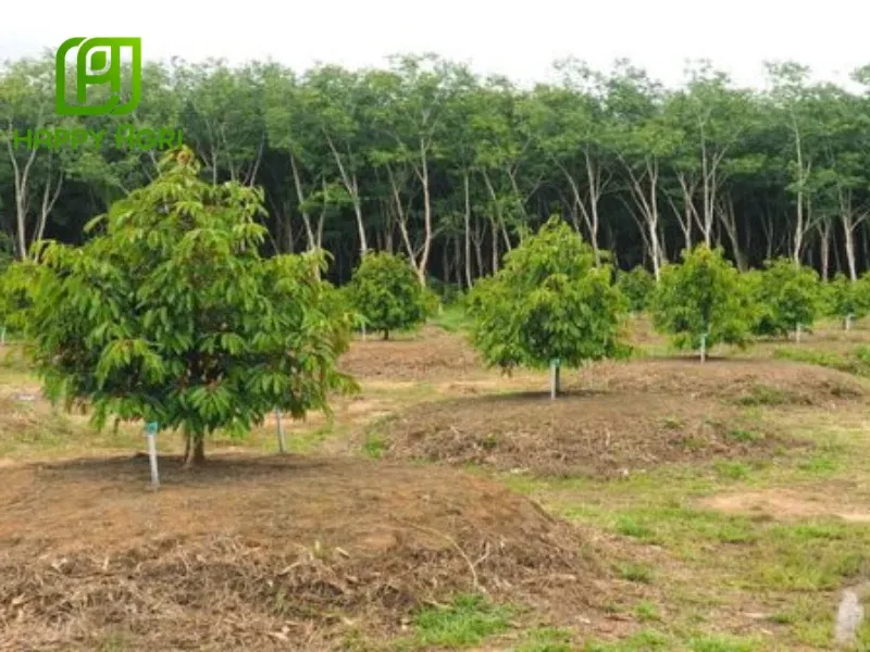 Quy trình xác định khoảng cách trồng sầu riêng ri6 tối ưu cho từng loại đất