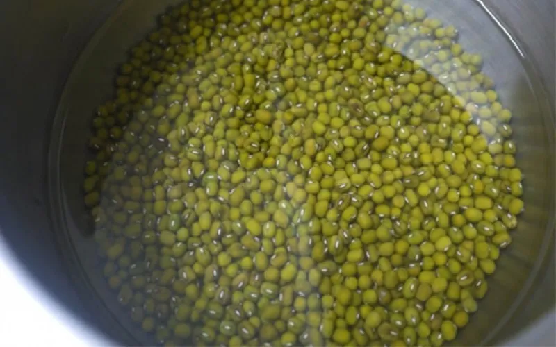 Hình ảnh đậu xanh được lựa chọn kỹ lưỡng chuẩn bị cho quá trình ngâm ủ