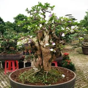 Chuối cảnh mini với ý nghĩa phong thủy