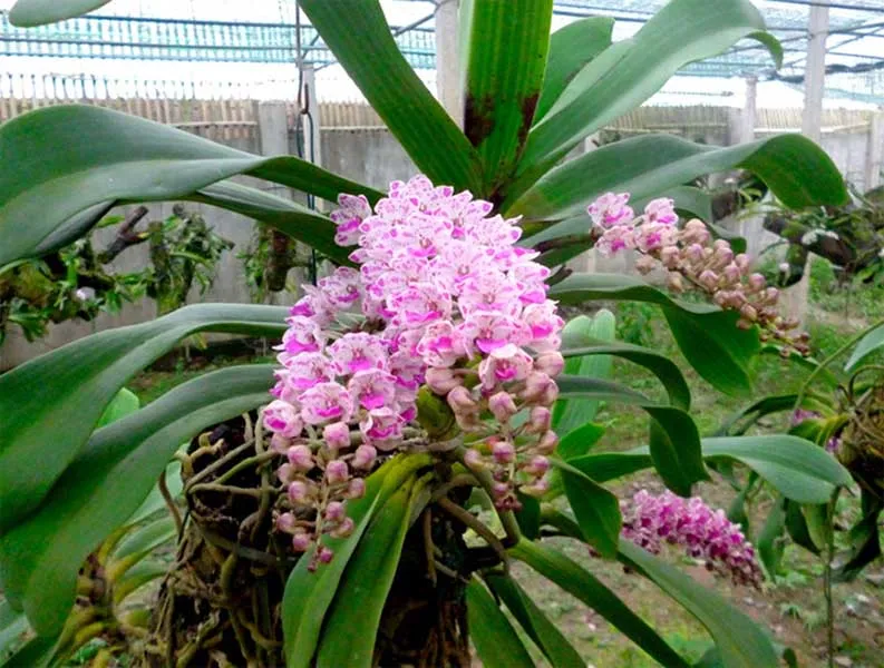 Chọn giá thể gỗ phù hợp cho việc trồng lan Ngọc Điểm