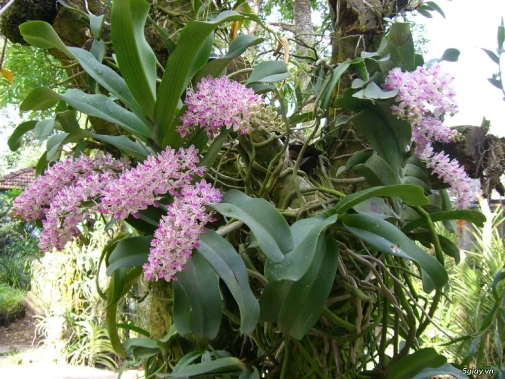 Xử lý lan Đai Châu rừng mới khai thác trước khi trồng