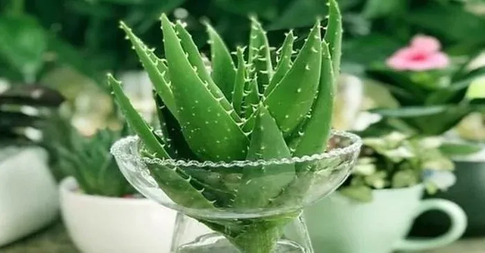 Nha đam thủy sinh có thân thẳng, rễ chùm, lá mọng nước, thích hợp trồng thủy canh