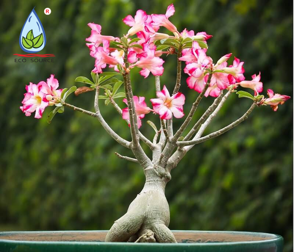 Cách Trồng Lan U Lồi Với Hướng Dẫn Kỹ Thuật Trồng Chanh Dây Đầy Đủ