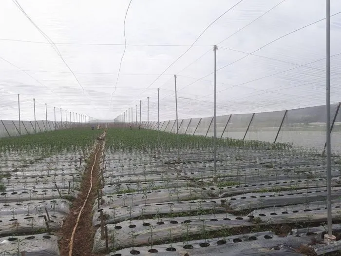 Ứng dụng mô hình nhà lưới mái bằng trồng ớt công nghệ cao