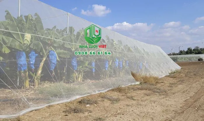 Mô hình nhà lưới trồng chuối giúp bảo vệ cây trồng khỏi sâu bệnh