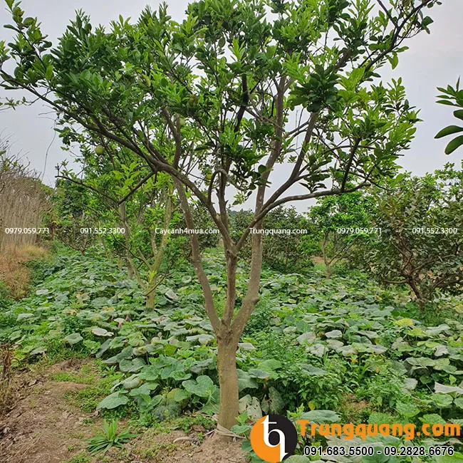 cong-dung-cua-cay-buoi-dien