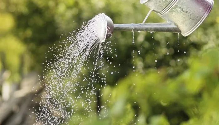 Nước tưới, nhiệt độ và ánh sáng cho cây trồng