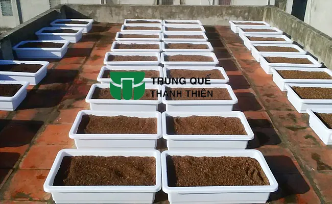 nuoi trun que lay phan trong rau sach cay trong tai nha