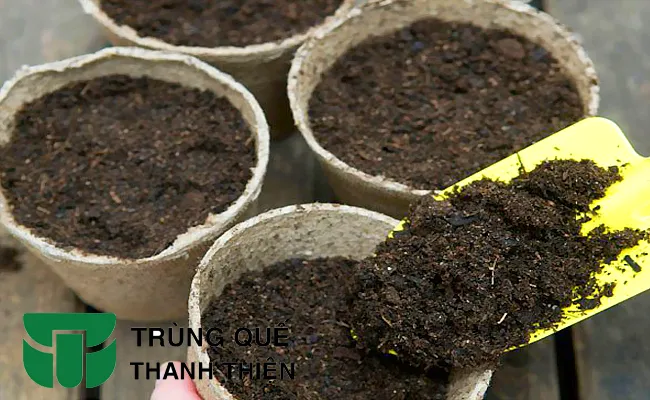 nuoi trun que trong rau sach cay trong